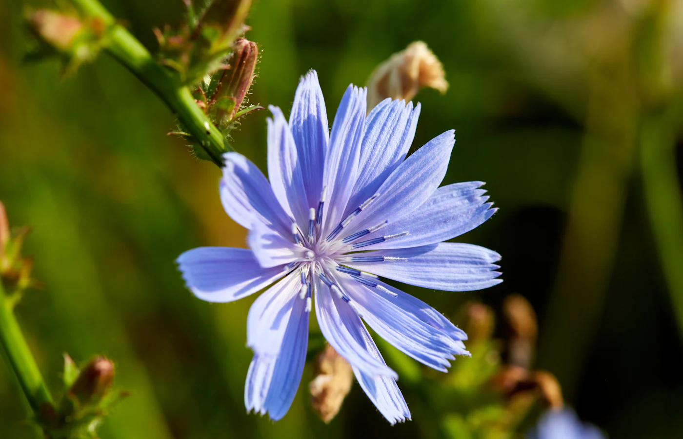 Blaue Blüte der Wegwarte in einer Wiese